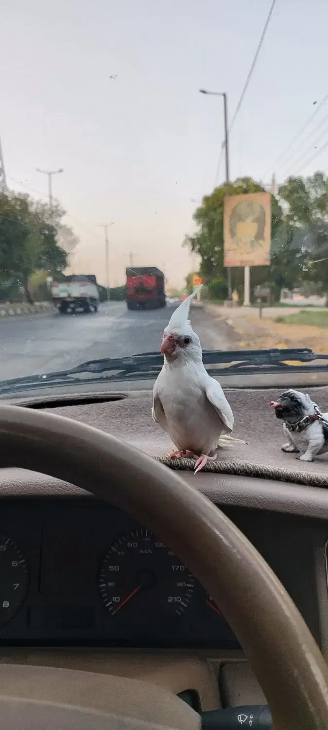 عروس هلندی البینو|پرنده|شوش, |دیوار