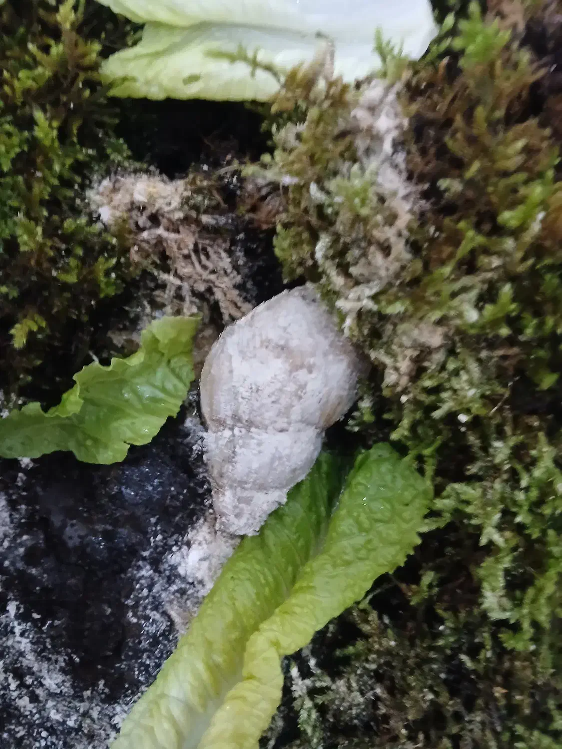 حلزون مولد|خزنده|قم, دانش|دیوار