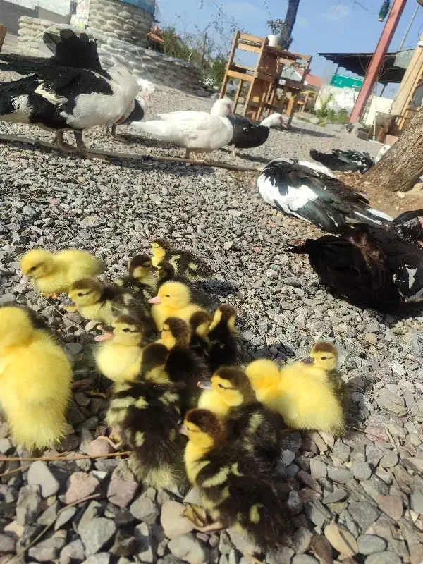 جوجه اردک اسراییلی|حیوانات مزرعه|رشت, توشیبا|دیوار