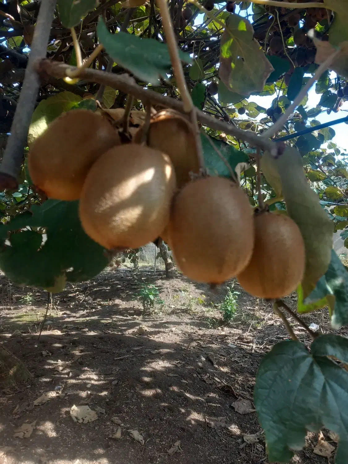 فروش میوه کیوی هایواردزیر برگ (توافقی)|عمده‌فروشی|لیسار, |دیوار