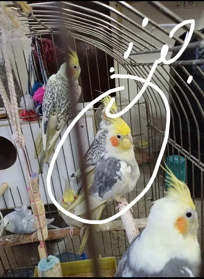 جفت عروس مولد|پرنده|تهران, نیاوران|دیوار