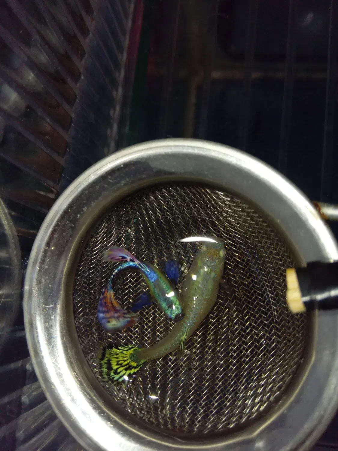 گوپی|ماهی|چهاردانگه (تهران), |دیوار