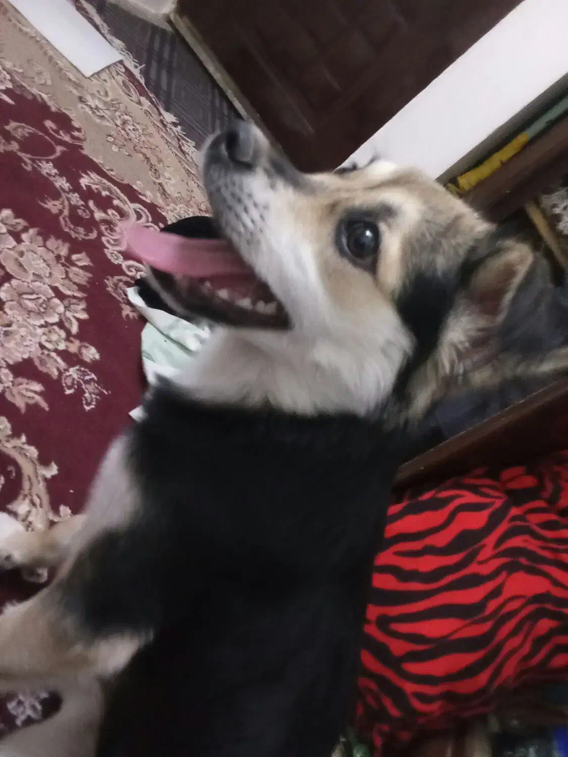 واگزری سگ دورگ هاسگی و ژرمن شپرز|سگ|مشهد, بهمن|دیوار