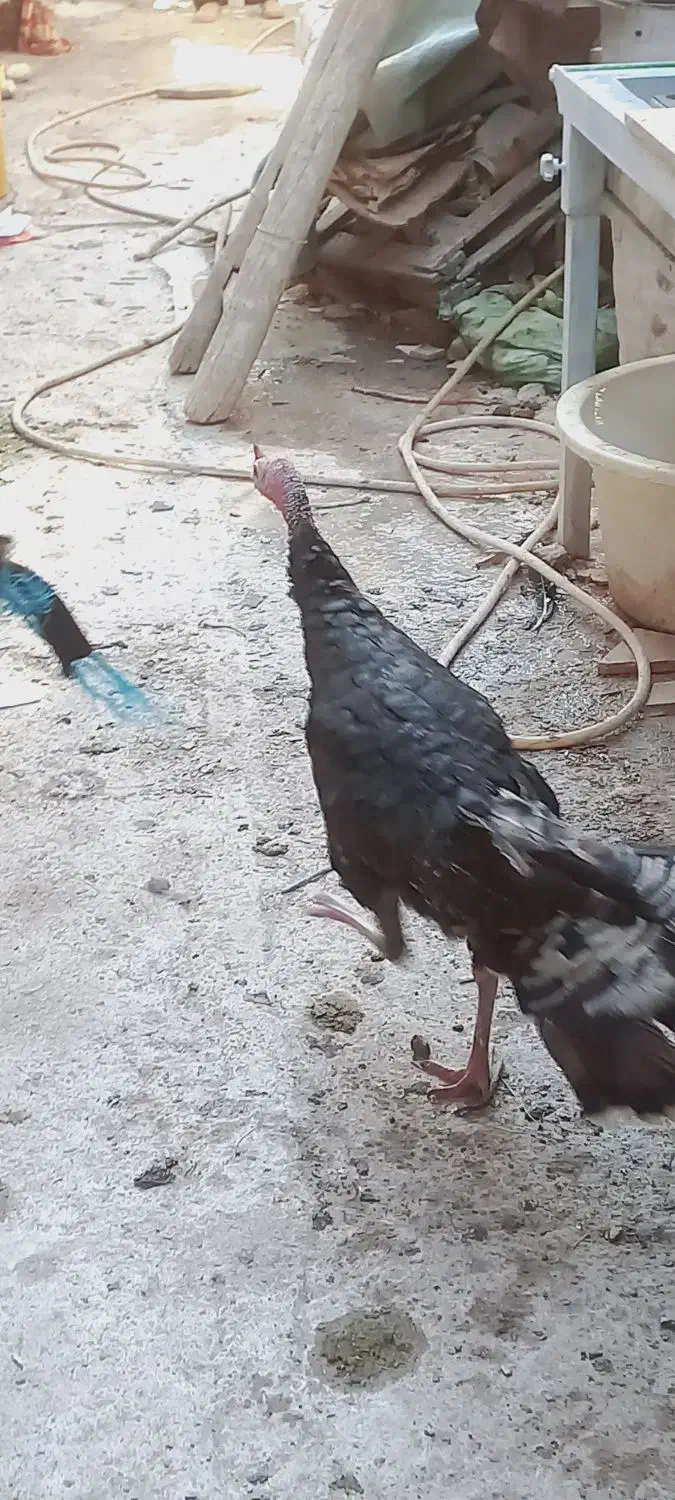 بوقلمون|حیوانات مزرعه|نیشابور, باغرود|دیوار