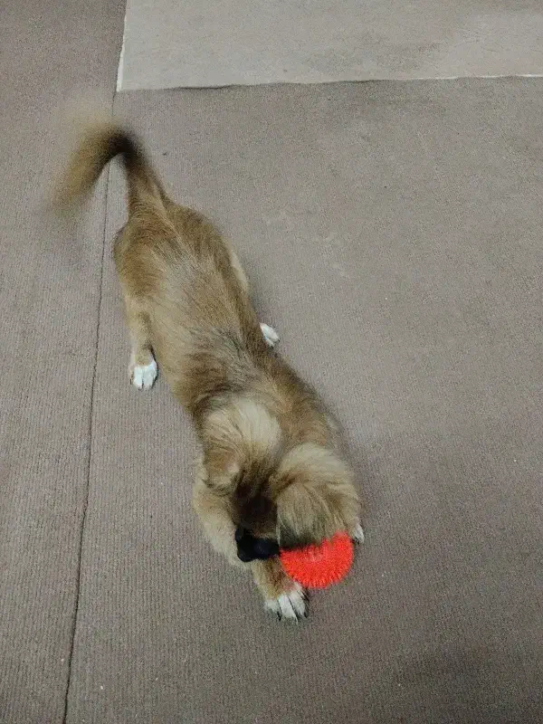 سگ شیتزو معاوضه|سگ|تهران, شهرک ولیعصر جنوبی|دیوار