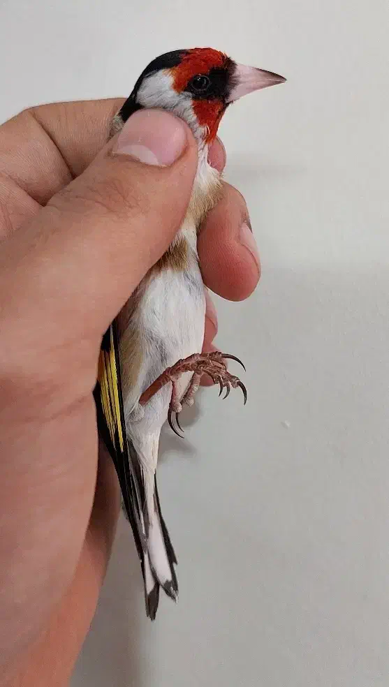 سهره نر|پرنده|تهران, جیحون|دیوار