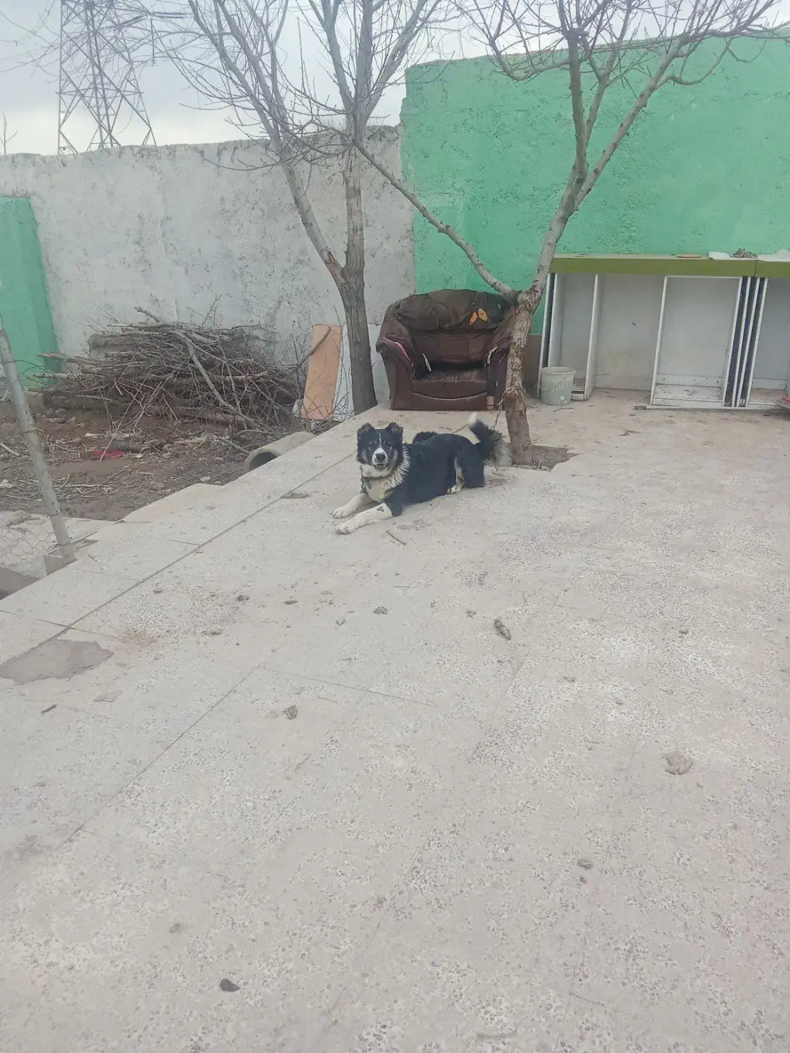 سگ نگهبان|سگ|باغستان, |دیوار