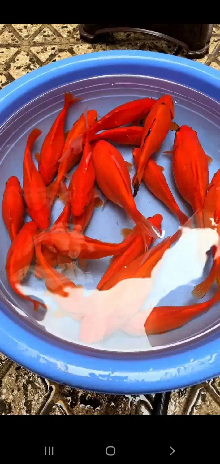 ماهی قرمز|ماهی|سروستان, |دیوار