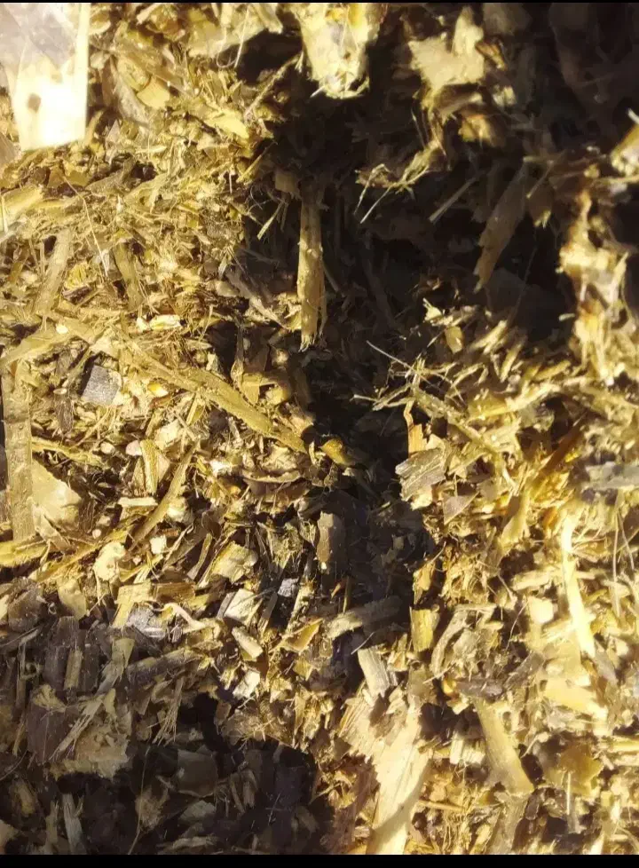 ذرت‌علوفه‌|عمده‌فروشی|گلبهار, نوبهار|دیوار