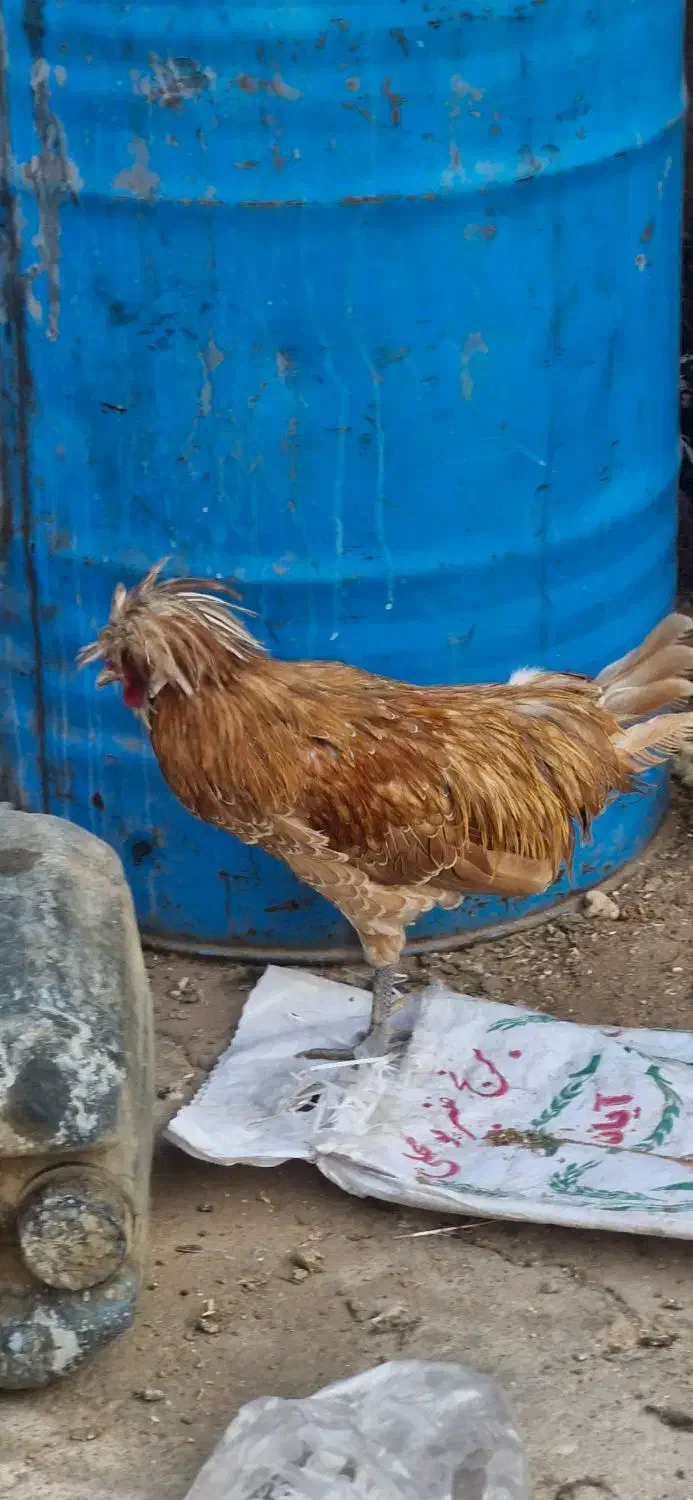 خروس پولند|حیوانات مزرعه|برخوار, |دیوار