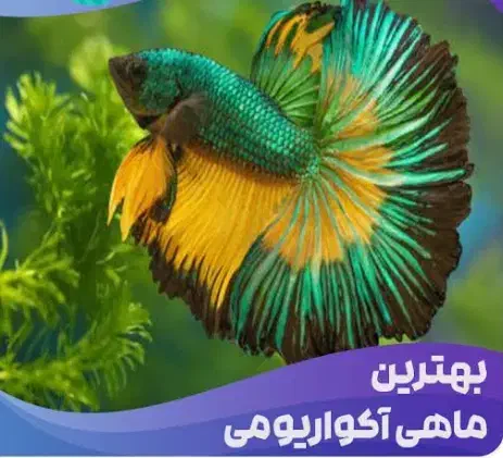 فروش ماهی های آکواریومی|ماهی|اندیمشک, |دیوار