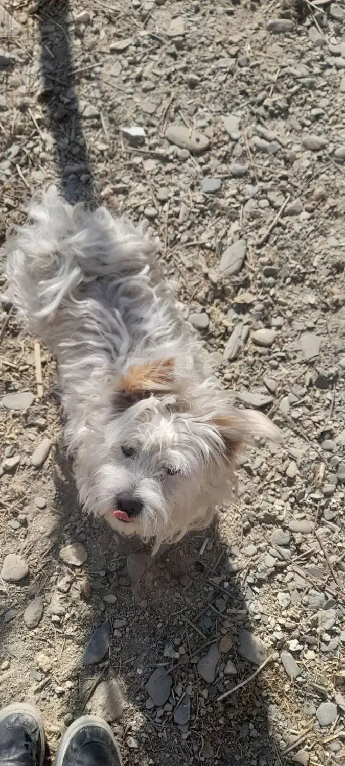 پت های فروشی|سگ|مشهد, فاطمیه|دیوار