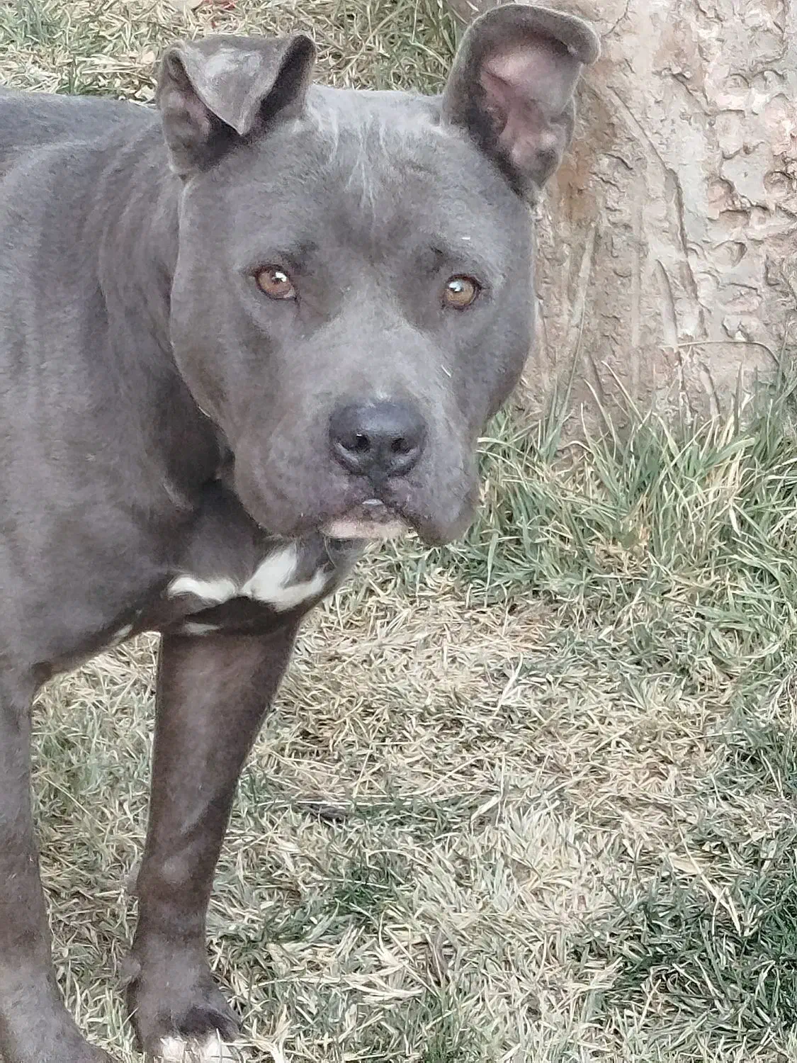 واگذاری یک قلاده سگ بیتپول|سگ|رودهن, |دیوار