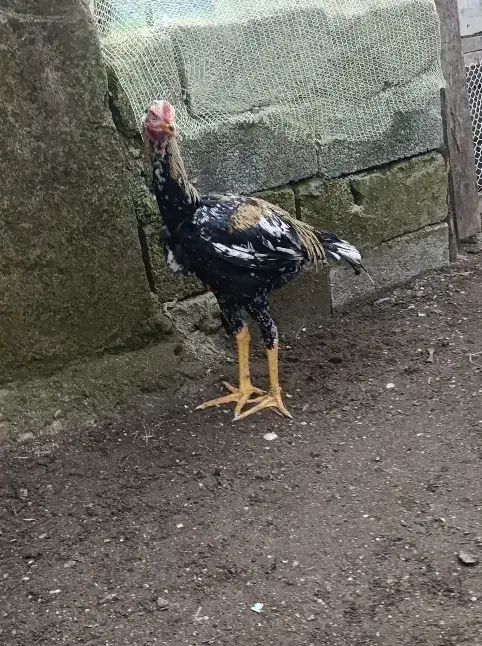 خروس لاری اصل|حیوانات مزرعه|چوبر, |دیوار