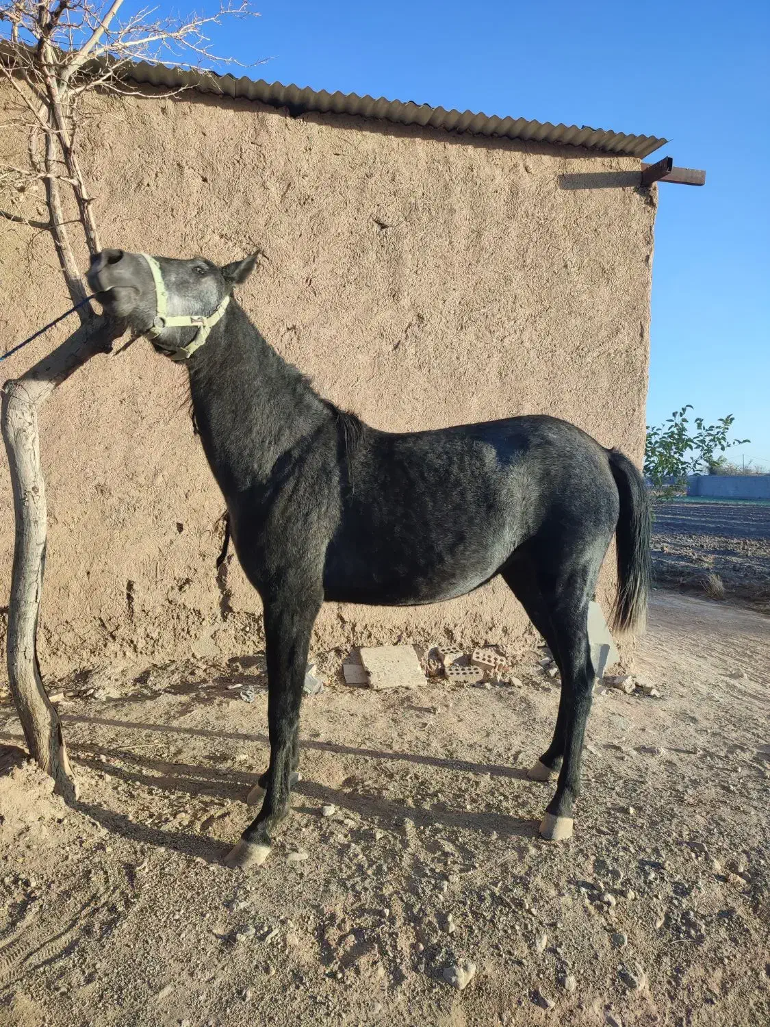 اسب مادیان کرد.|اسب و تجهیزات اسبسواری|مبارکه, |دیوار