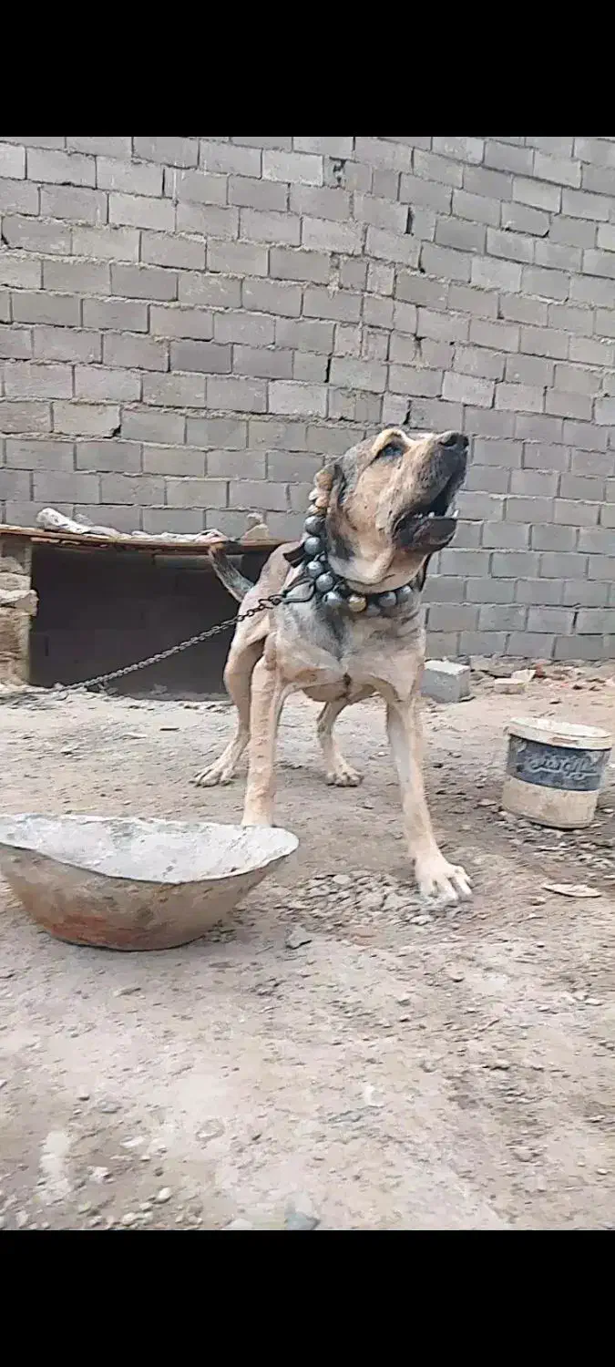 سگ سرابی نگهبان شش دانگ|سگ|کرج, کمال‌شهر|دیوار