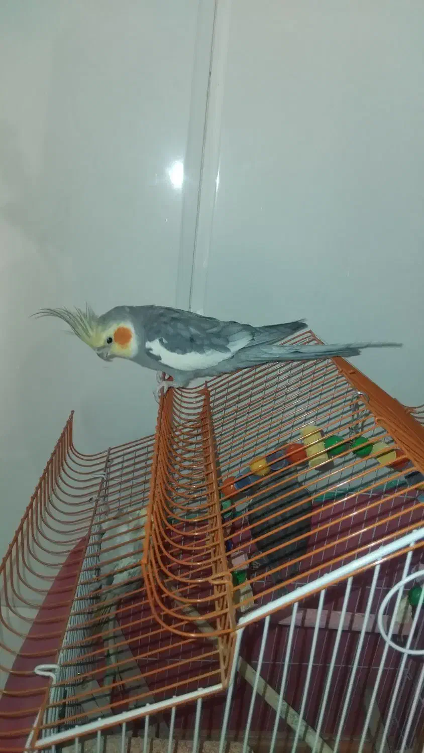 عروس هلندی|پرنده|قم, شهرک فاطمیه|دیوار