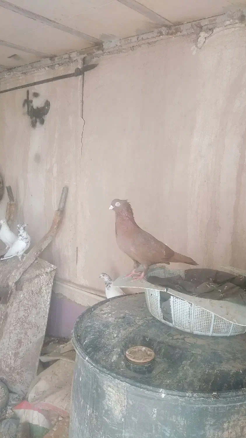 نوچه صرب و زاغ آبادانی|پرنده|جیرفت, |دیوار