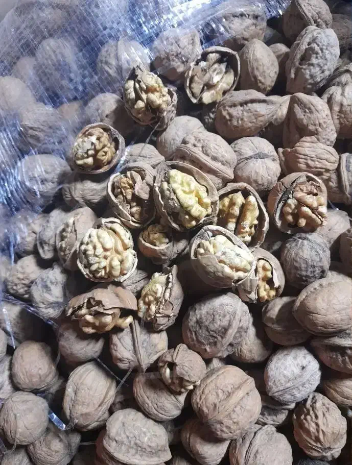گردو،فروشی|خوردنی و آشامیدنی|شاهین دژ, |دیوار