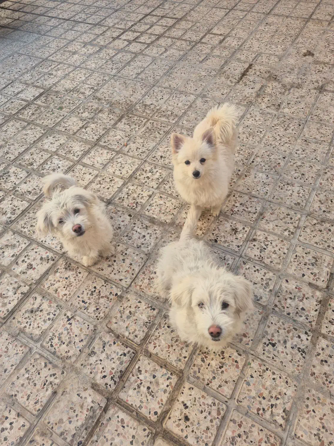 سگ پامر وشیتزو پا کوتاه نر|سگ|مشهد, جاهد شهر|دیوار