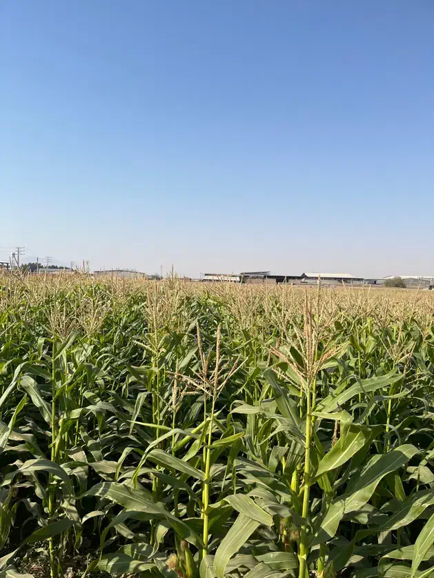 ذرت دامی|عمده‌فروشی|ماهدشت, |دیوار