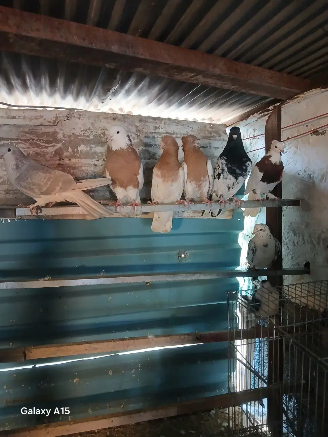 کبوتر رنگی|پرنده|صفادشت, |دیوار