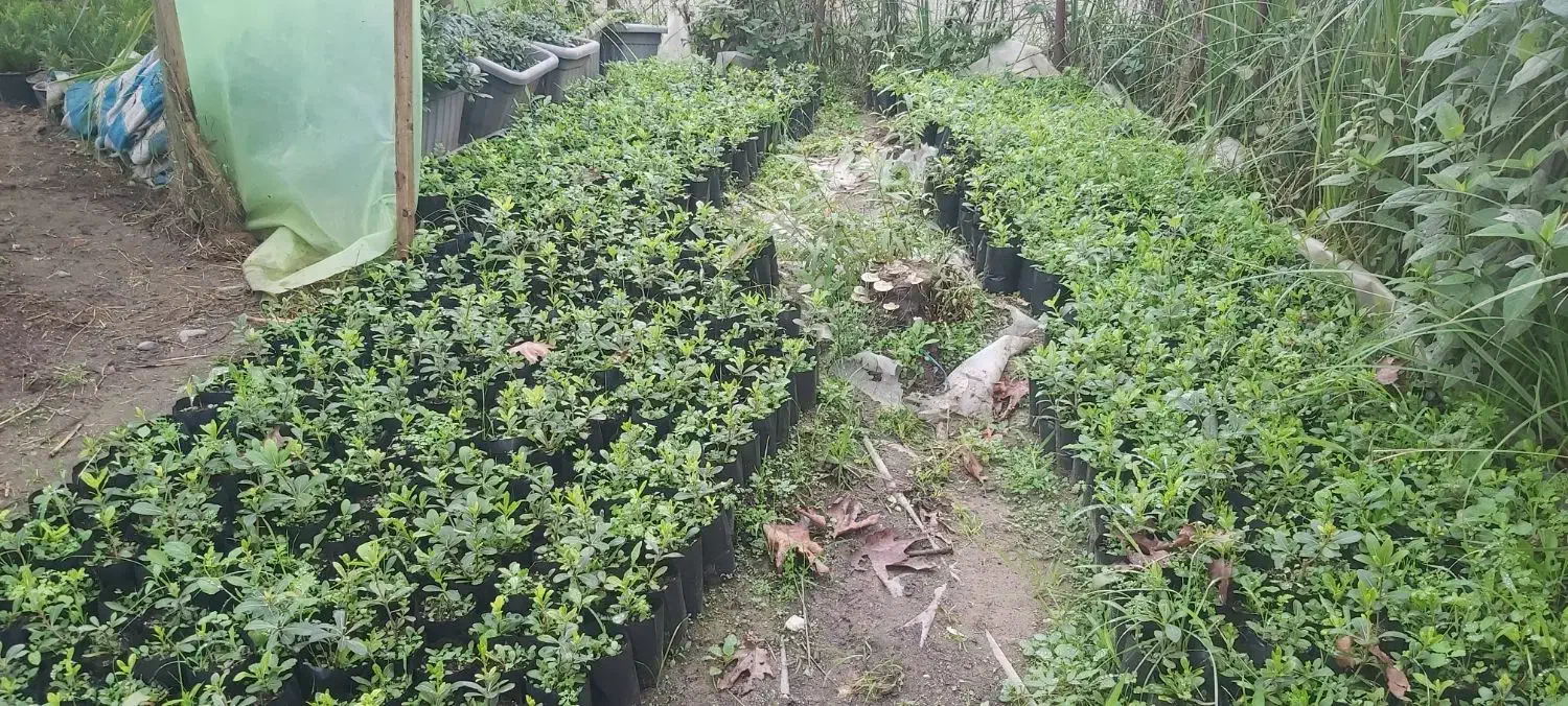 پتسپروم ولاوسون|خدمات باغبانی و درختکاری|کلاچای, |دیوار