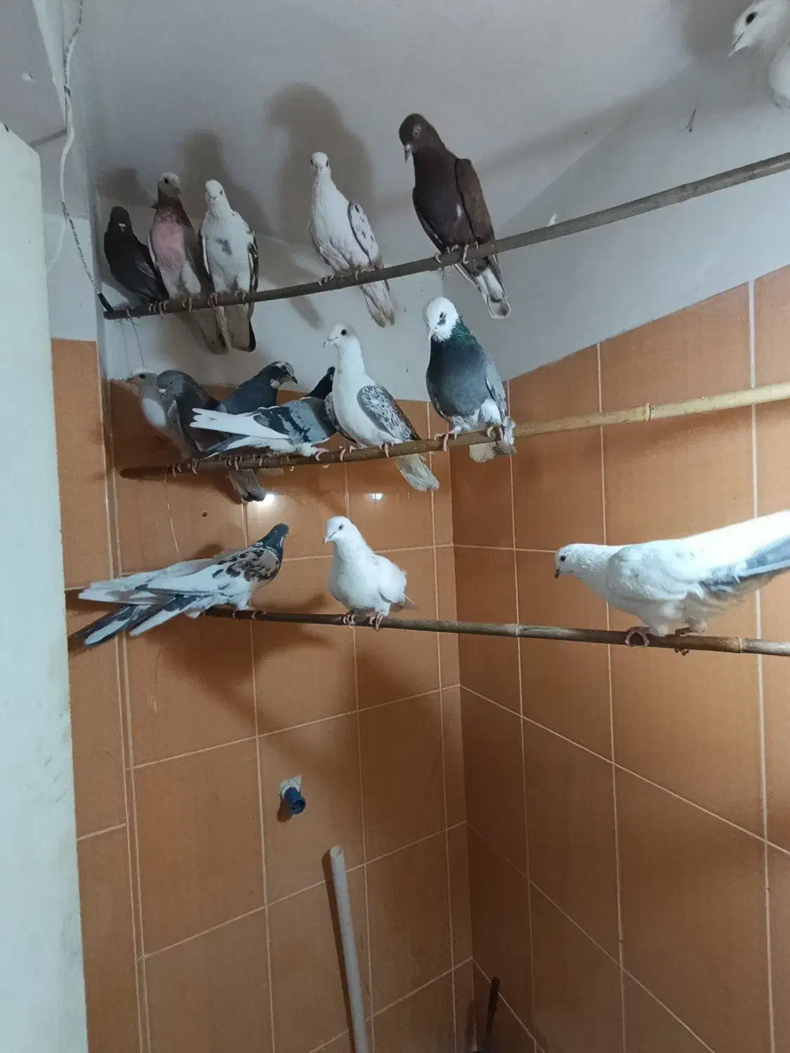 کفتر تهرانی پرشی|پرنده|شهریار, شهرک وائین|دیوار