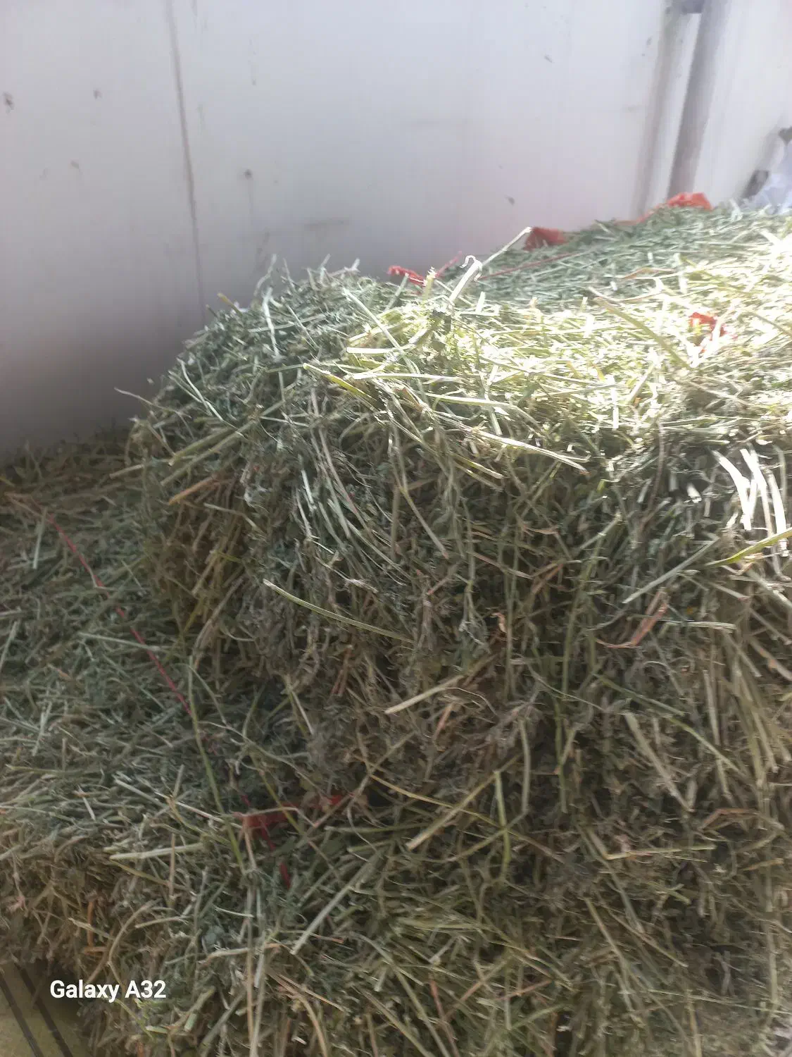 یونجه پرس شده و ریز شده موجود است|لوازم جانبی حیوانات|قائم‌شهر, |دیوار