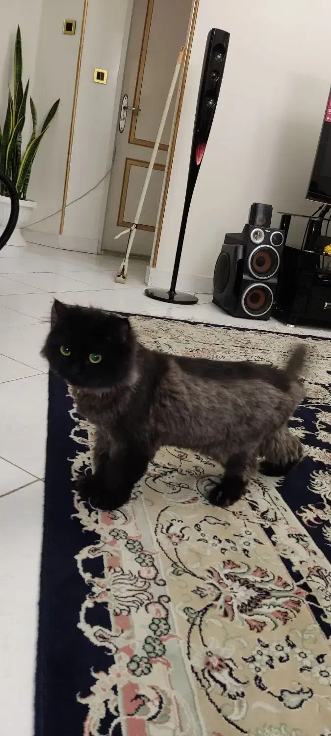 گربه بریتیش|گربه|تهران, جوادیه تهرانپارس|دیوار