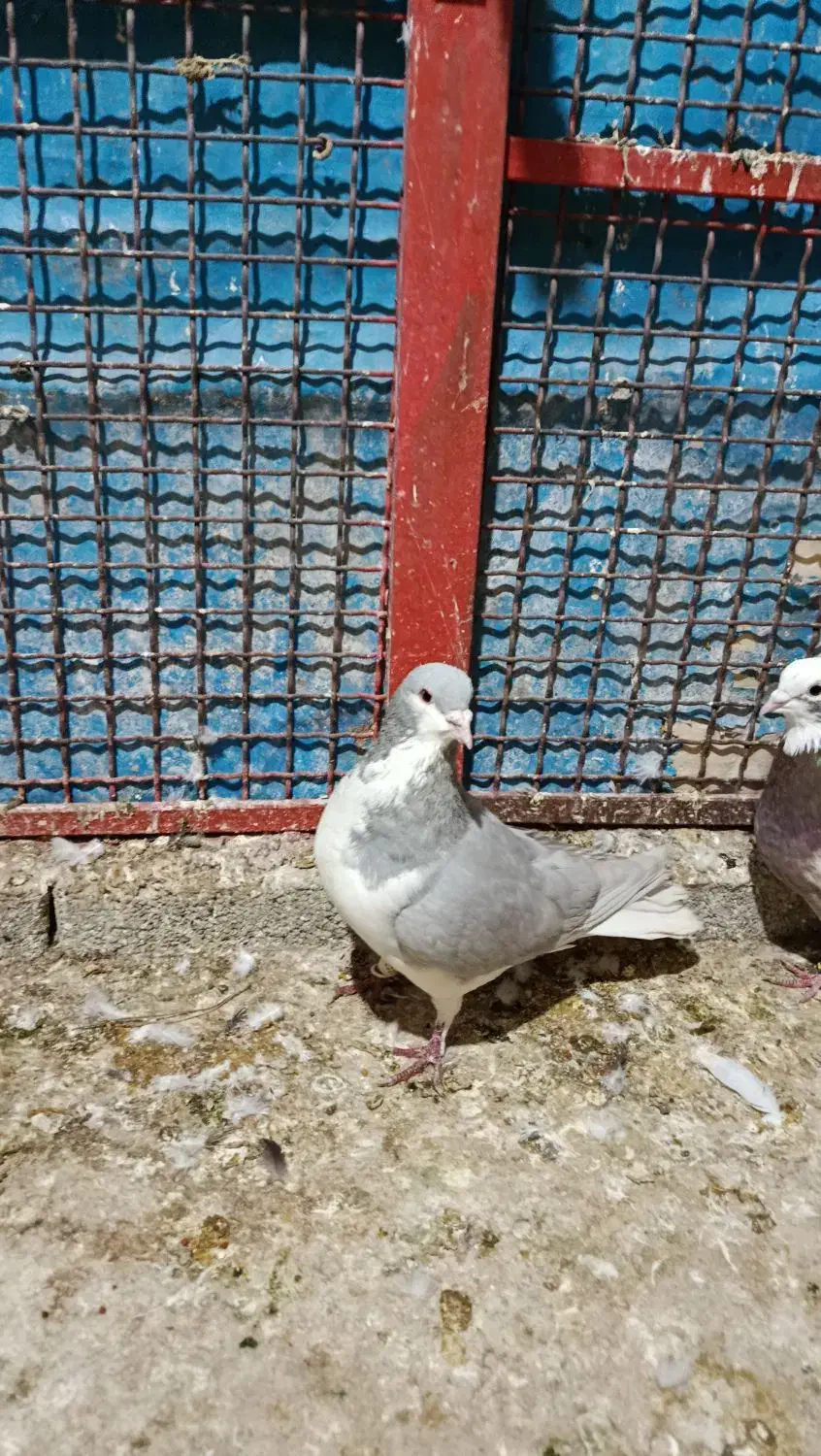 شهری الماسی|پرنده|مرودشت, ابوذر جنوبی|دیوار