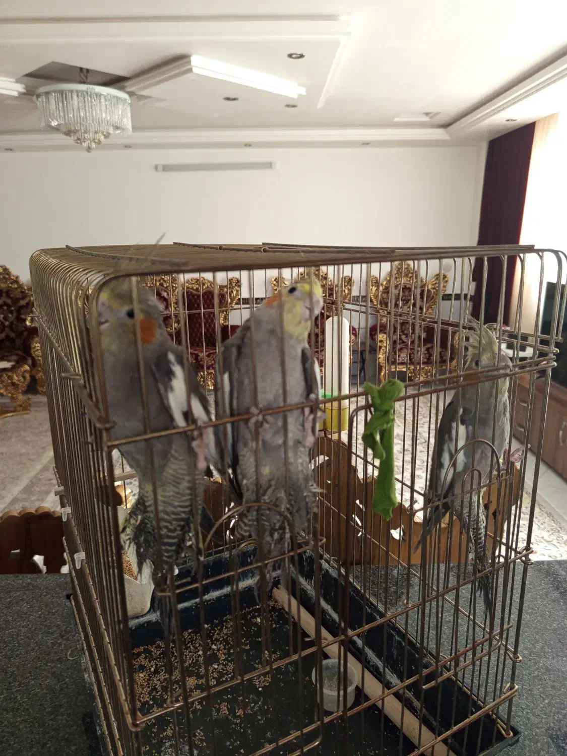 عروس هلندی هشت ماهه|پرنده|شاهرود, |دیوار