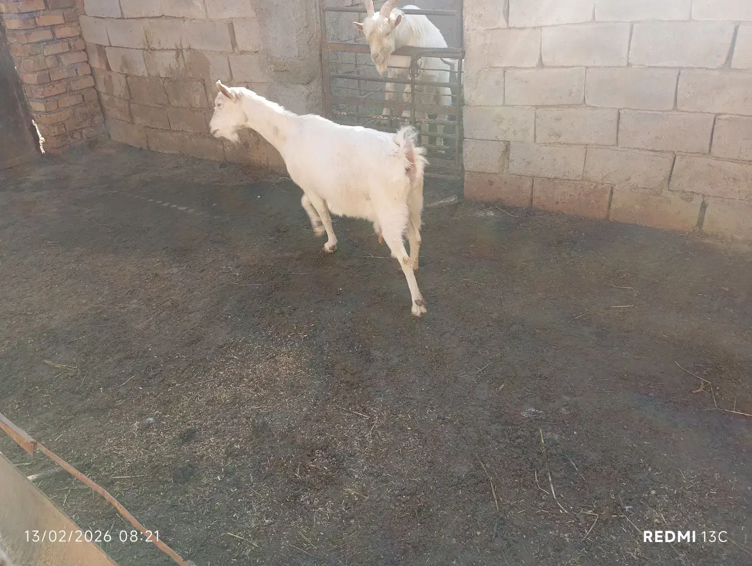 بز سانن|حیوانات مزرعه|نیشابور, ریوند|دیوار