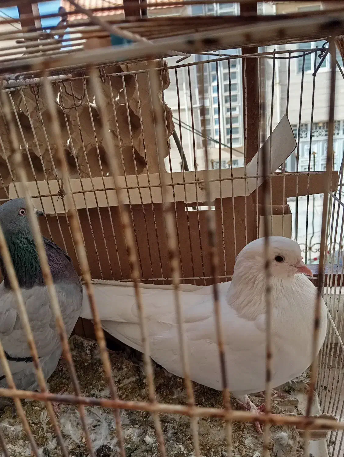 کبوتر|پرنده|ایوان, |دیوار