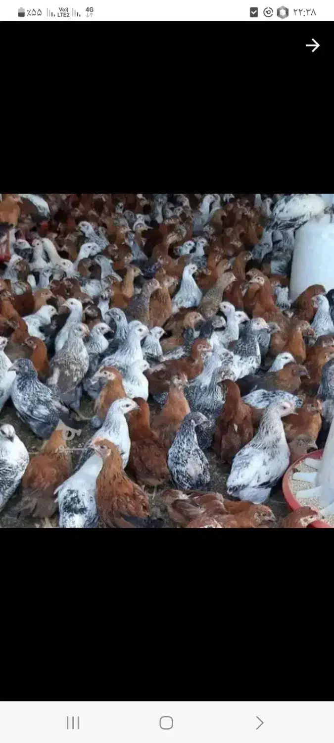 جوجه مرغ بومی جهادی مشکی گلپایگانی|حیوانات مزرعه|قهدریجان, |دیوار