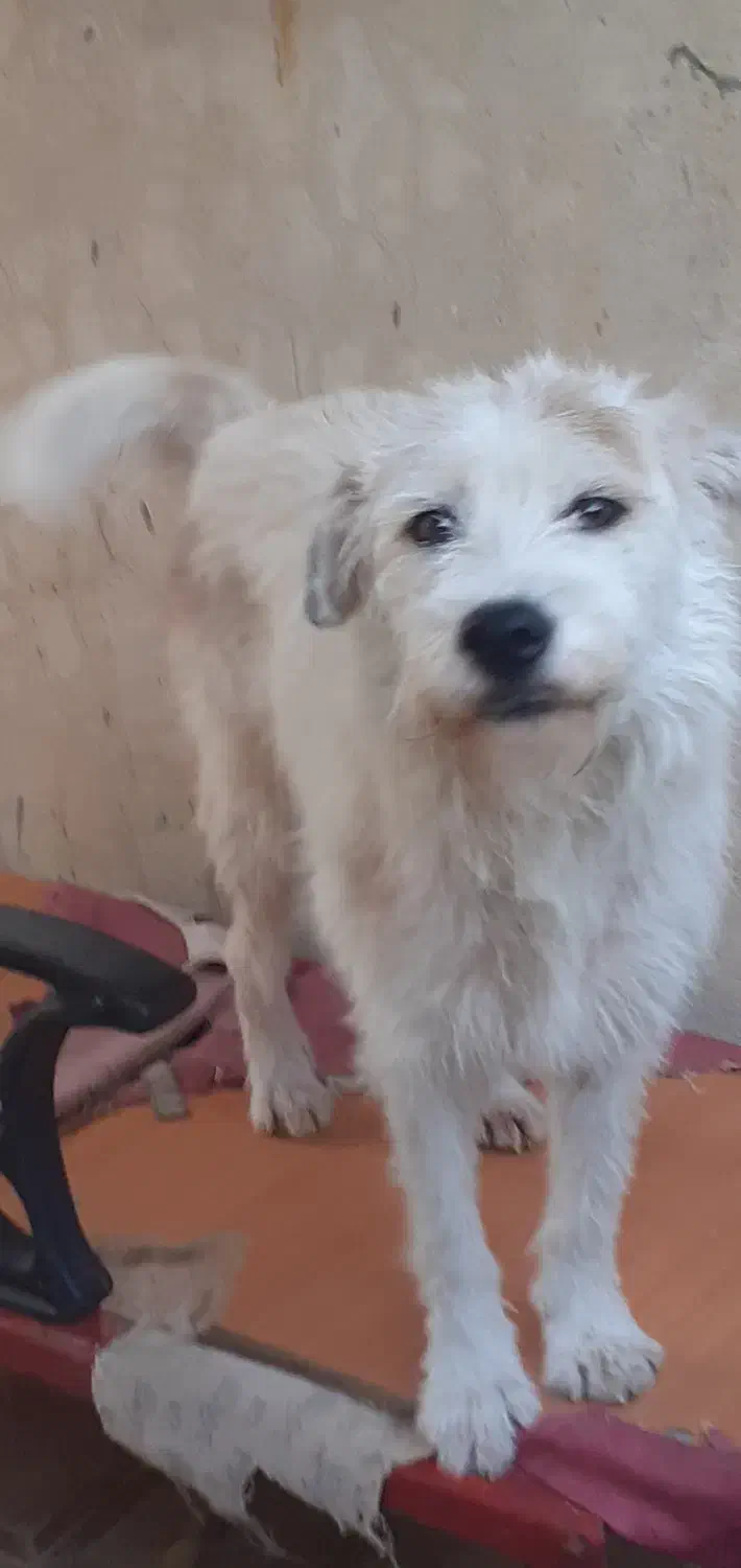 سگ گمشده در چناران ۳۰|سگ|گرگان, |دیوار