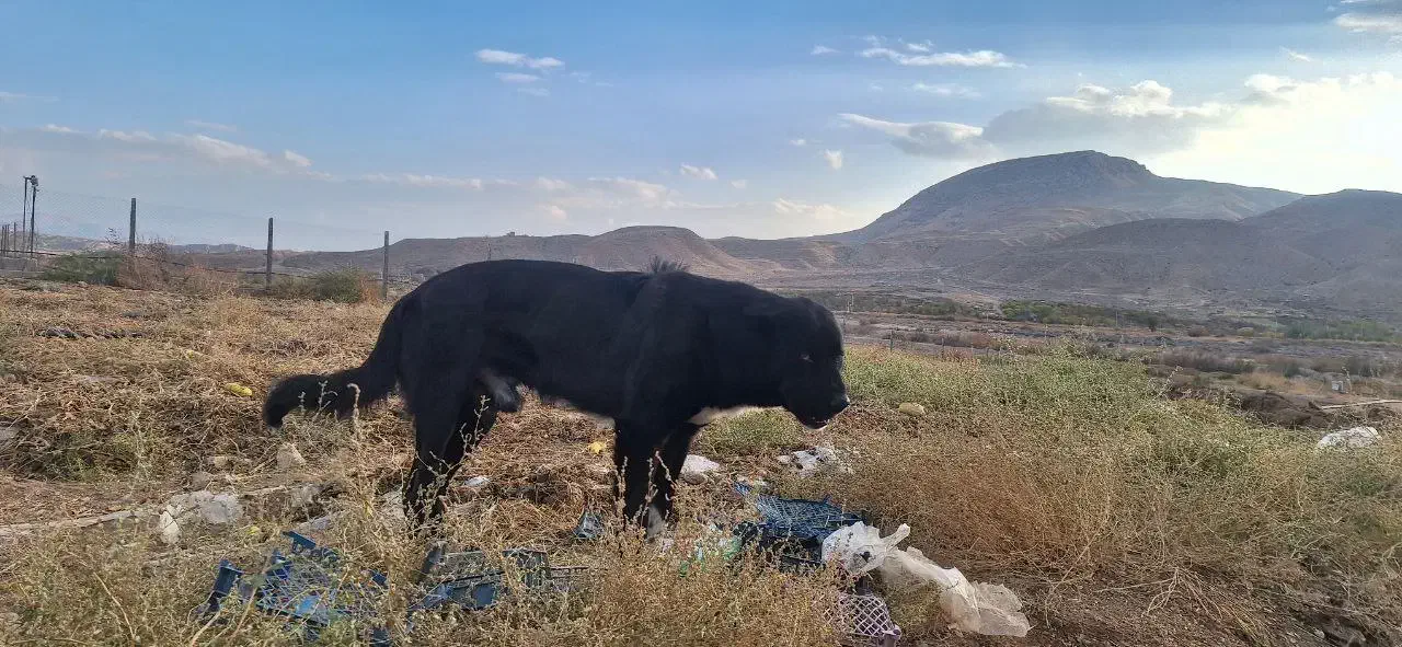 سگ قهدریجانی|سگ|ماهنشان, |دیوار