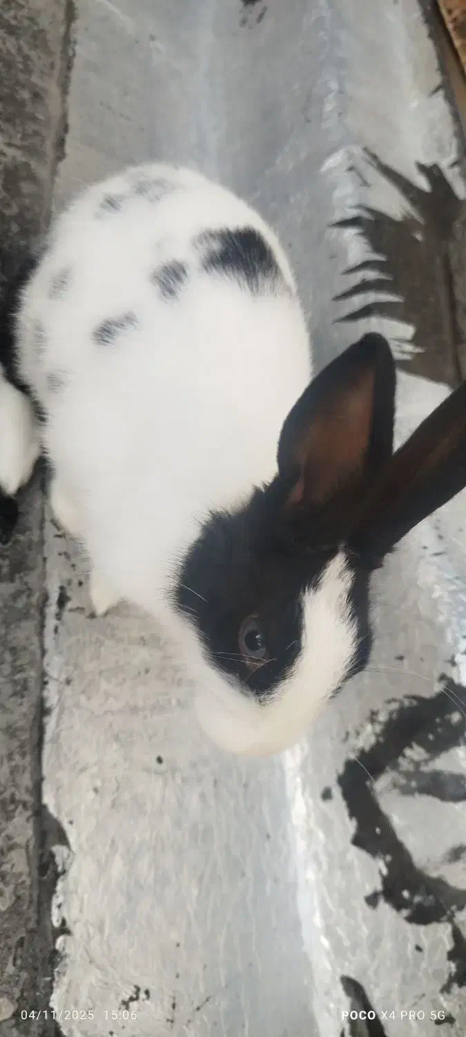 خرگوش|موش و خرگوش|ورامین, ورامین|دیوار