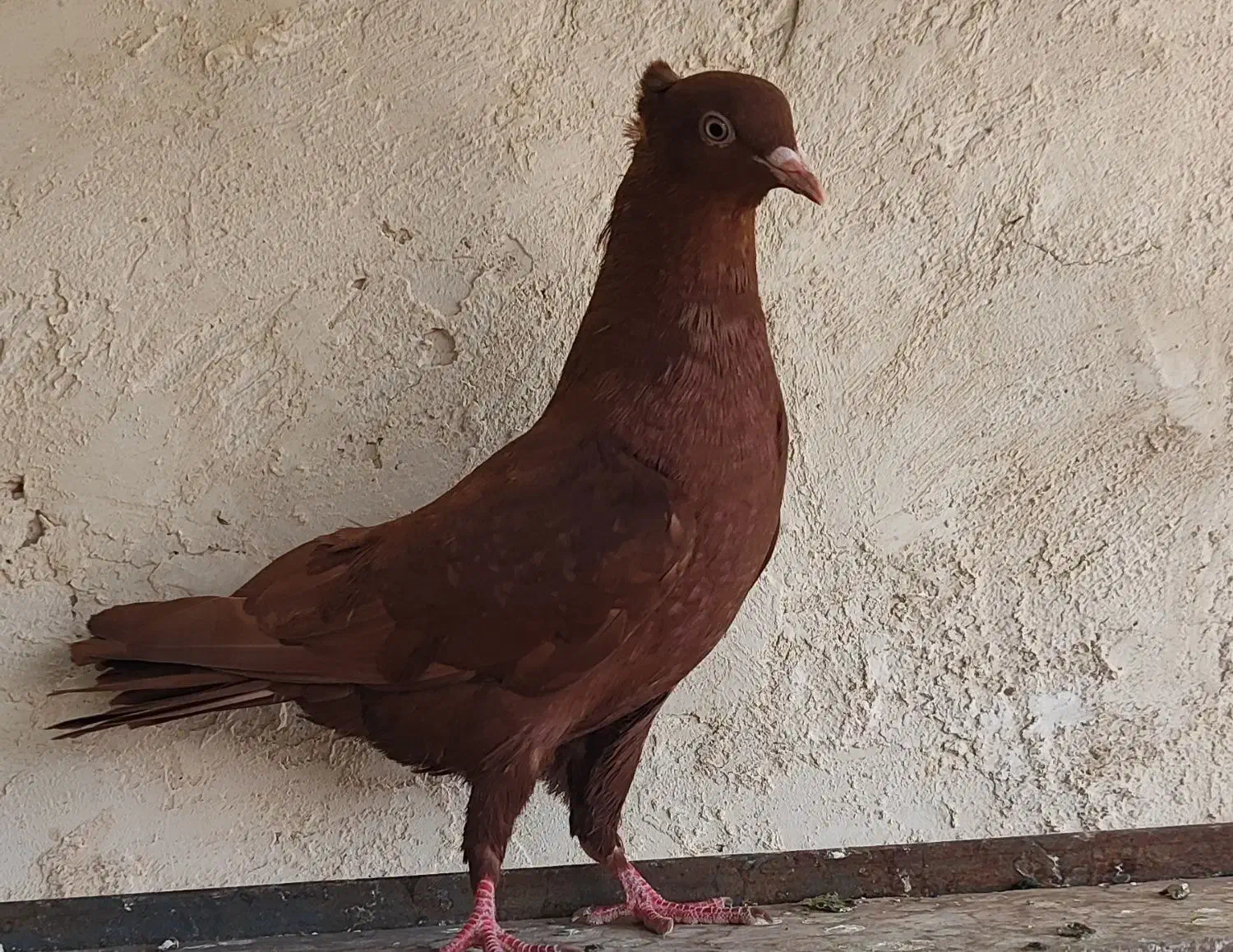 سرخ ماده|پرنده|اقبالیه, |دیوار