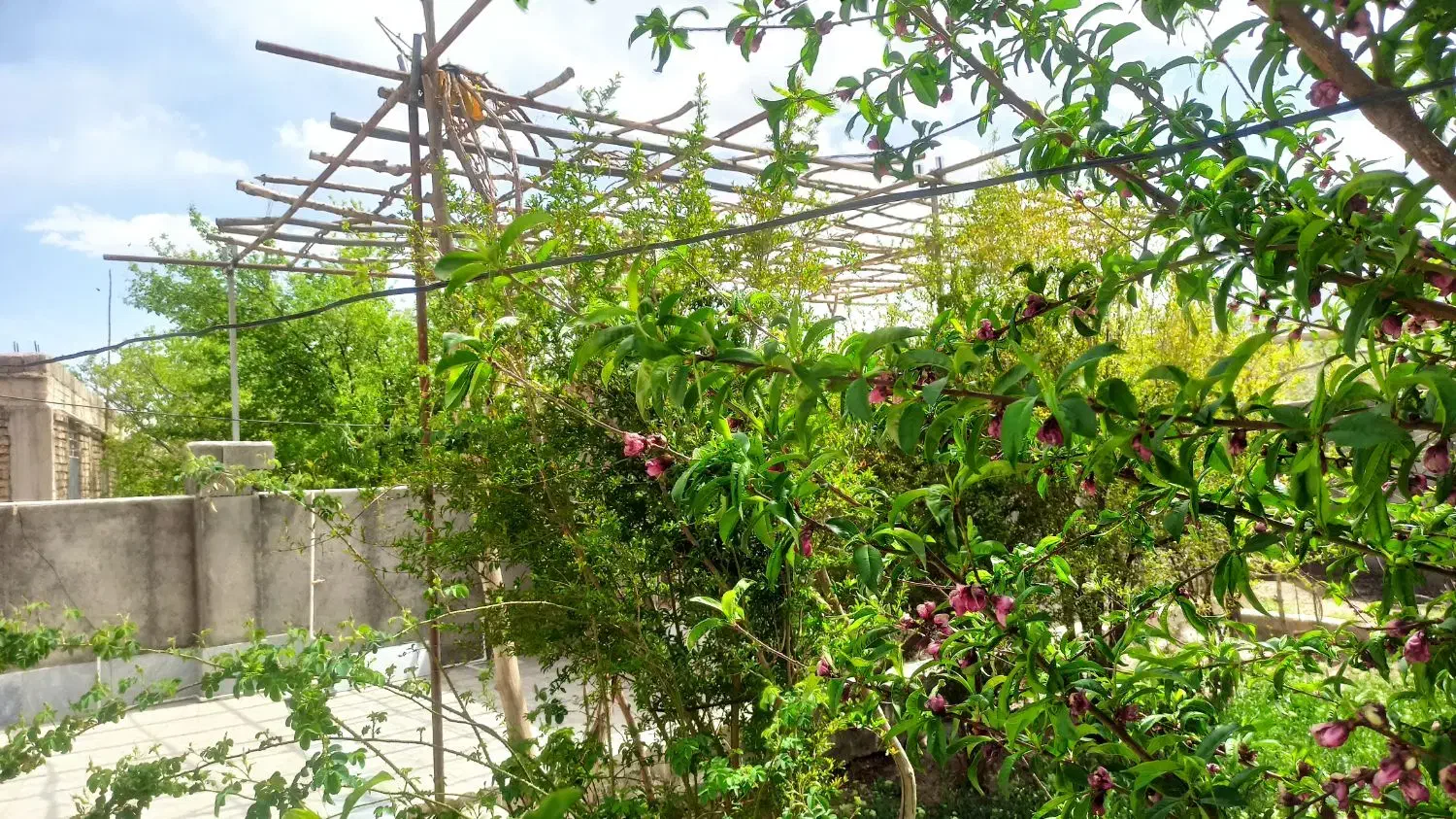 هرس ودرختکاری|خدمات باغبانی و درختکاری|کرمان, |دیوار