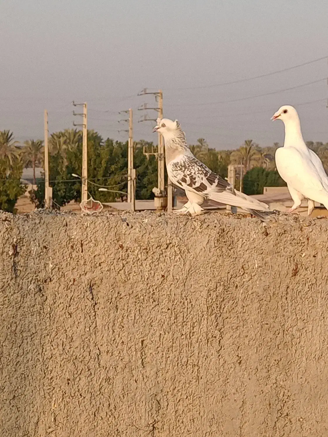 کبوتر|پرنده|برازجان, |دیوار