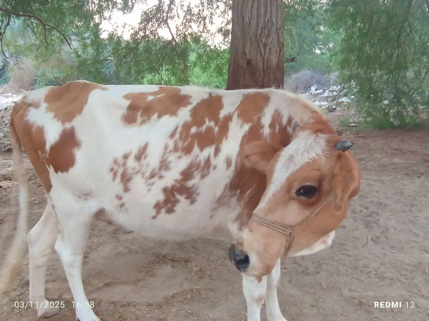 حیوانات|حیوانات مزرعه|میناب, |دیوار