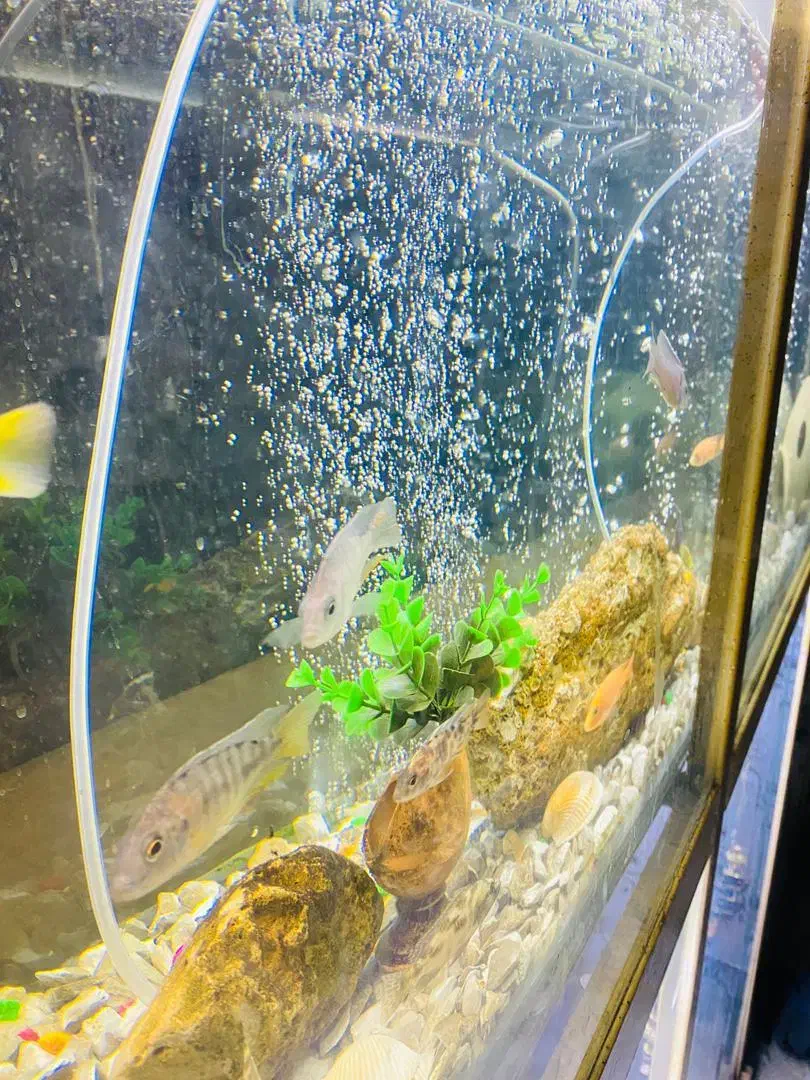 اکواریوم بزرگ|ماهی|سراوان, |دیوار