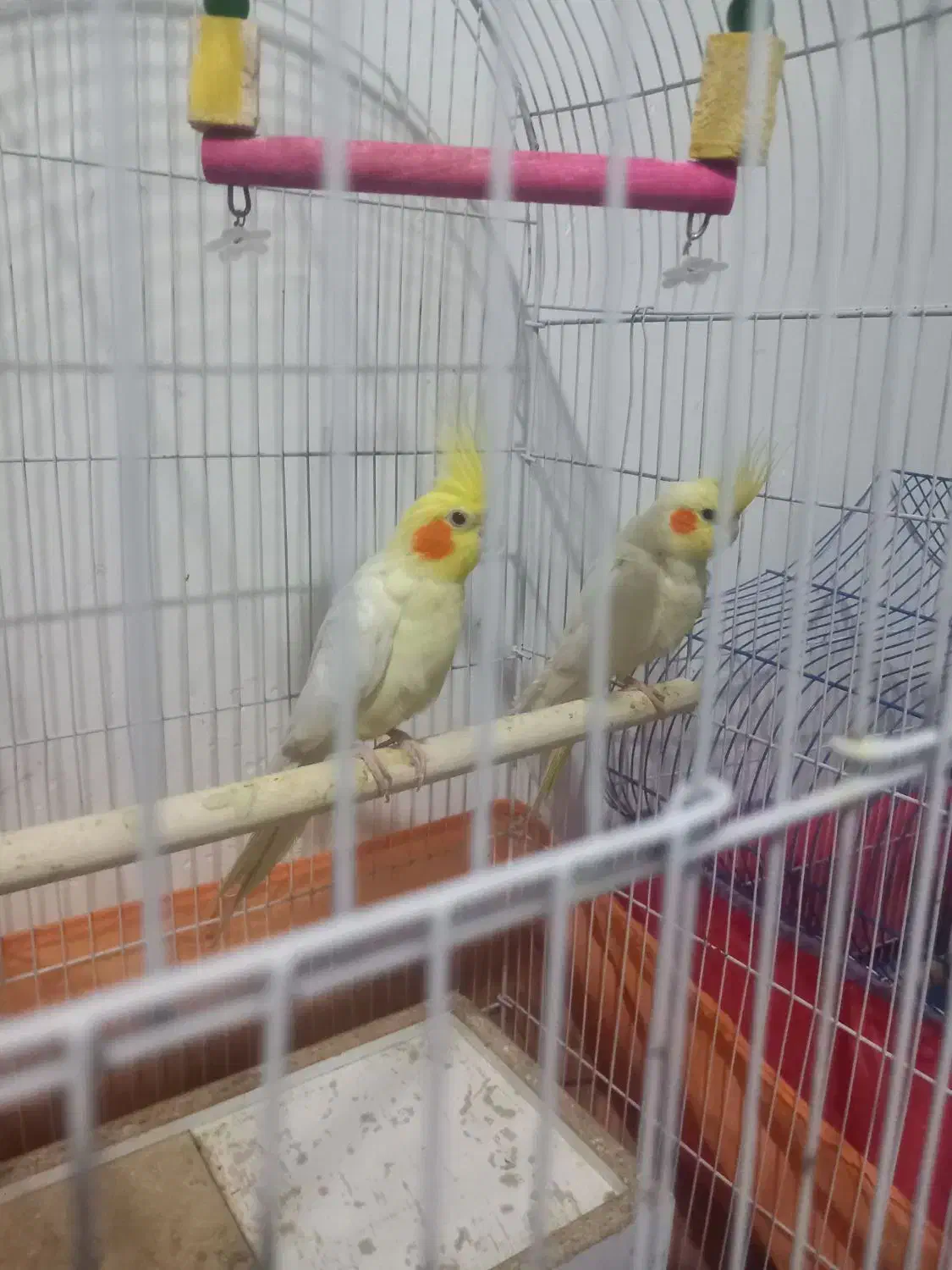 عروس هلندی مولد|پرنده|اراک, |دیوار