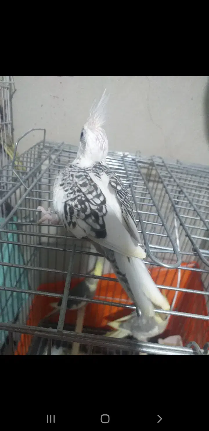 عروس هلندی سرلاکی|پرنده|تاکستان, |دیوار