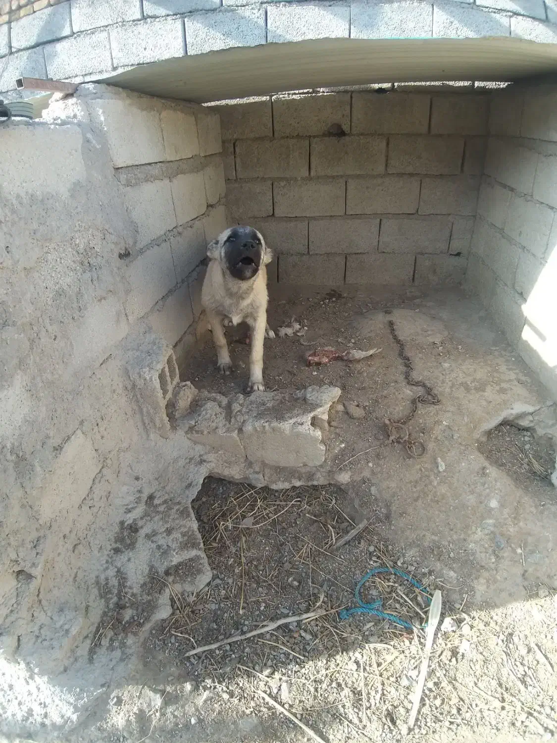 توله سرابی اصیل|سگ|بستان آباد, |دیوار