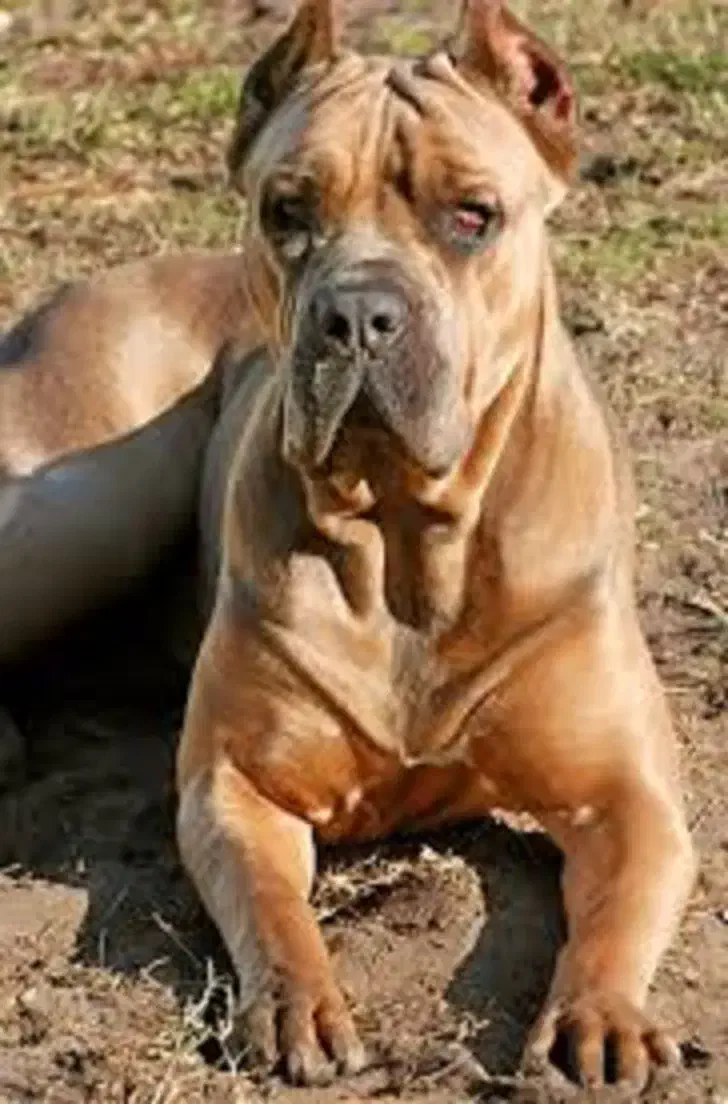 سگ دوبر پیت بول ژررمن کن کورسو 4نژاد|سگ|تهران, شهرک فرهنگیان|دیوار