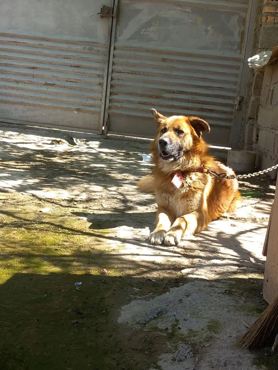 سگ ژرمن|سگ|مینودشت, |دیوار