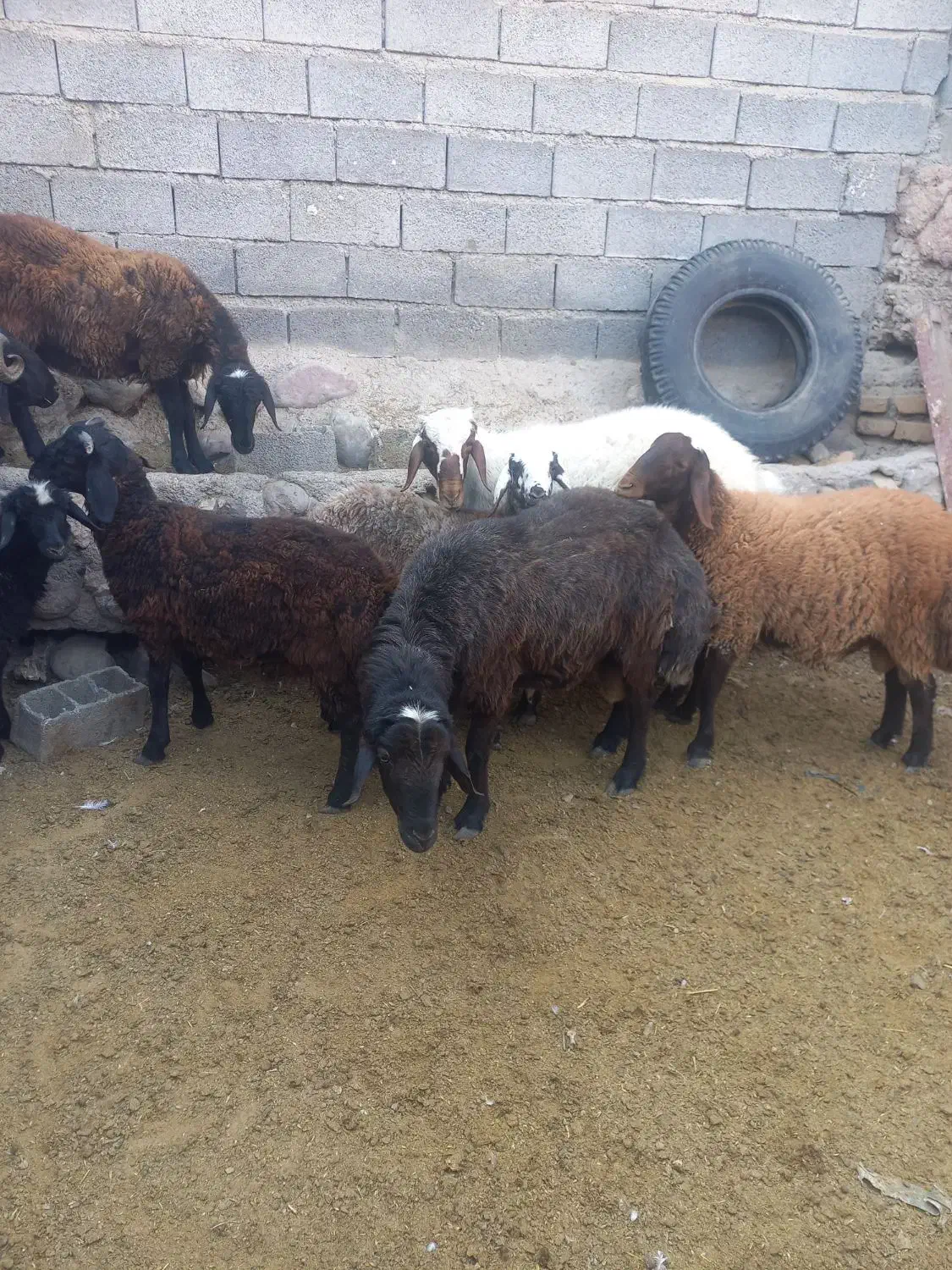 فروش بره کشتاری|حیوانات مزرعه|فیروزکوه, |دیوار