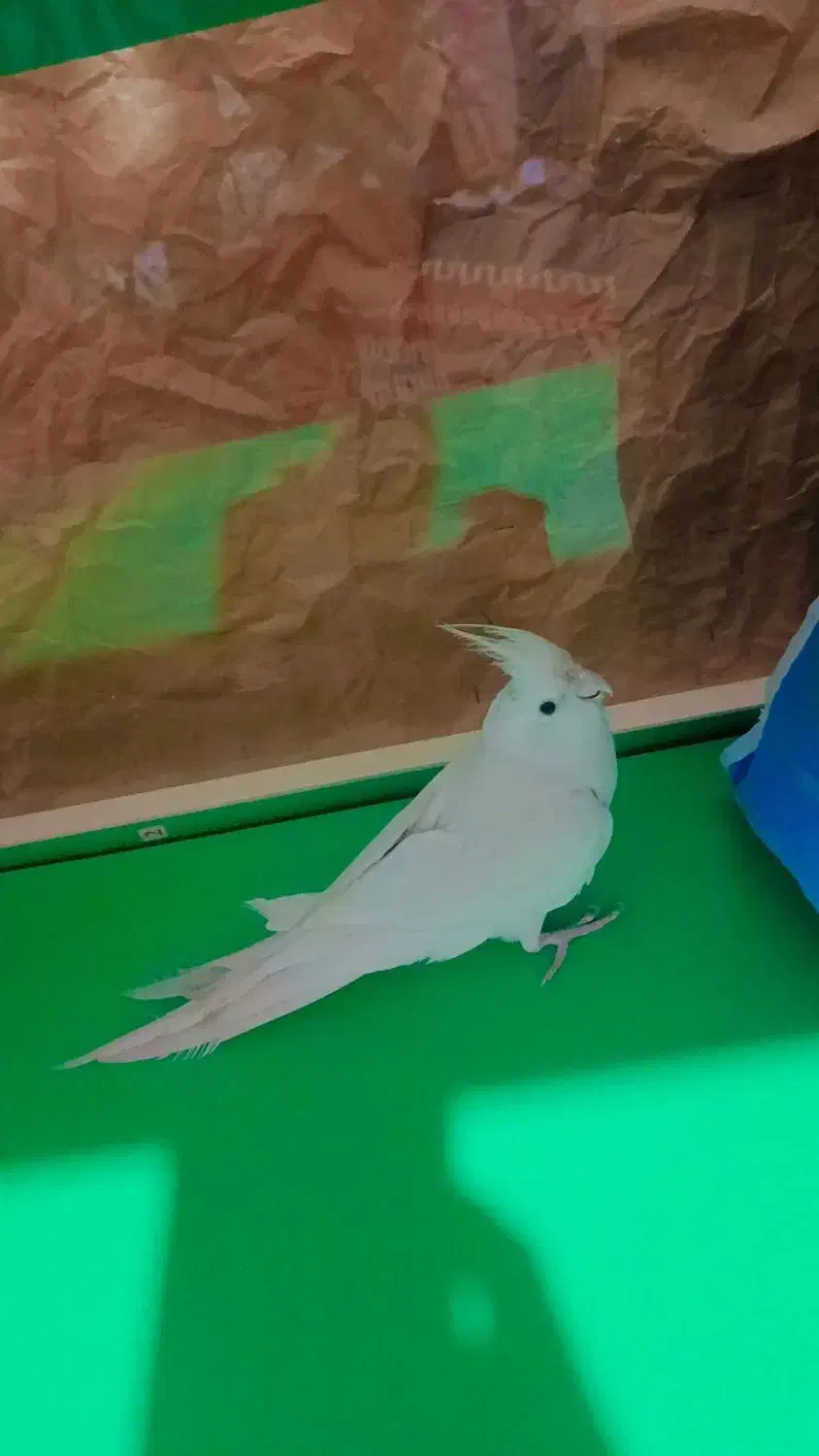 عروس هلندی آلبینو|پرنده|کرمان, |دیوار